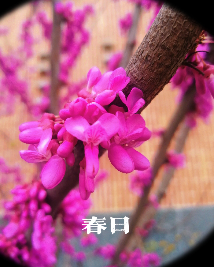 教務處：無奮斗不青春(圖2)