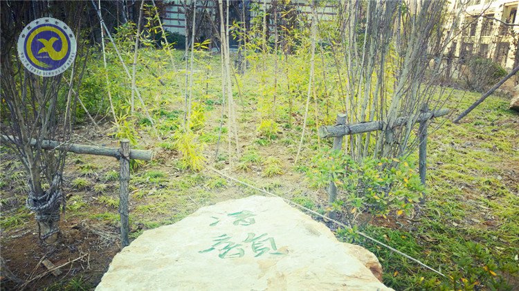 雪園“石頭記”，最美是氣質(zhì)(圖6)