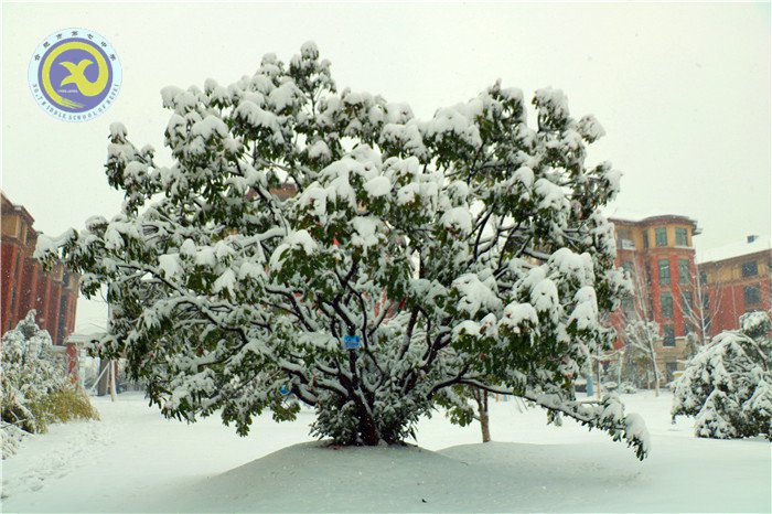 梅雪盼冬來，微笑迎春歸(圖4)