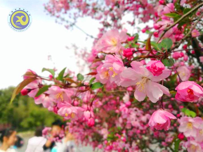 春風(fēng)依舊，又是一年桃花香(圖2)